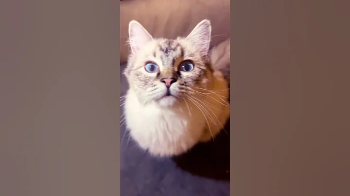 Watch the video about Why you gotta be so cute?🥰 #catshorts #viral #kitten #cutecat #ragdoll #viral #trending