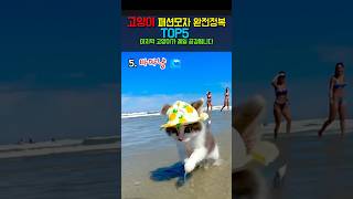 보는 것만으로도 피식 웃게 되는 고양이 모자 모음 #고양이 #cat #힐링
