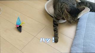 イタズラの現場を押さえました【すずとコテツ】