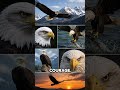 Eagle Facts That Will Surprise You!  #AnimalFacts #WildFact  #Nature #Shorts #YouTubeShorts #Amazing