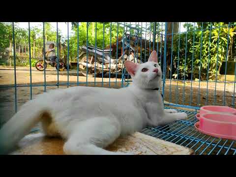 🔴Cara Cepat Mandiin Kucing -Kucing Khao Manee