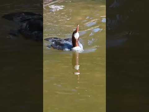 Big duck Goosander