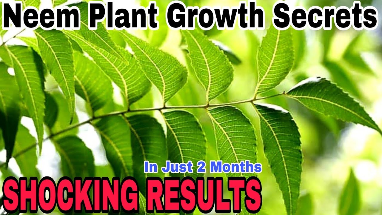 How My Neem Plant Grew Fast in Just 2 Months: 3 Special Care Tips | The Secret to Rapid Growth