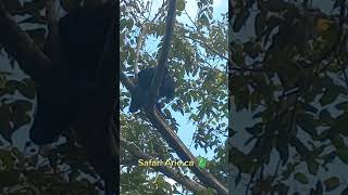Black Howler monkey 🐒 #nature #belize #junglelife #wildlife #beautifulworld #animals