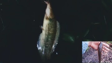 Câu cá rô đồng, trê vàng thiên nhiên: điểm câu lên nhiều cá lóc và trê vàng sướng rân người luôn.