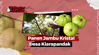 Panen Jambu Kerista di Kebun Jambu Desa Kiara Pandak
