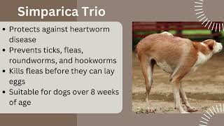 Simparica vs Simparica Trio The Preferred Treatment for Your Dog