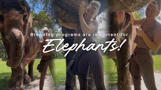 Elephant breeding programs