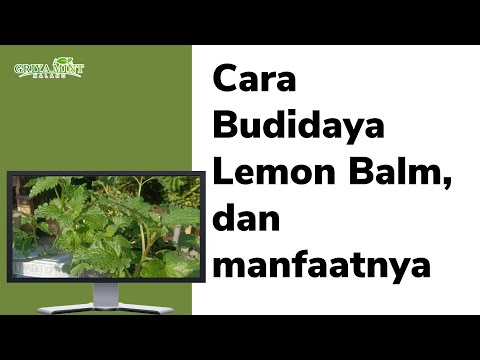 Video: Tanaman Lemon Balm - Cara Menanam Lemon Balm