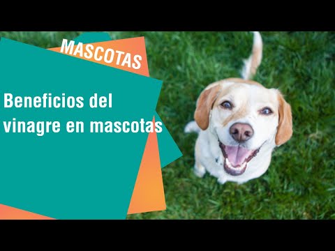 Vídeo: Què passa si bullo el vinagre?