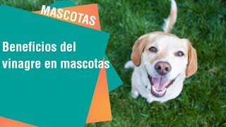 Los beneficios del vinagre para las mascotas | Mascotas