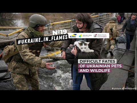 Ukraine in Flames #19. Difficult fates of Ukrainian pets and wildlife