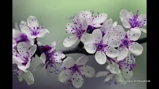 Beautiful Purple Flower With Classical Music Playing In The Background screenshot 5