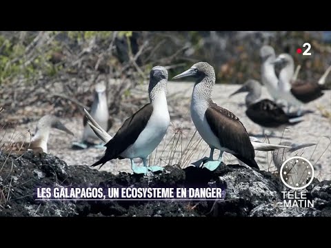 Vidéo: Iguanes Roses Trouvés Sur Les îles Galapagos - Vue Alternative