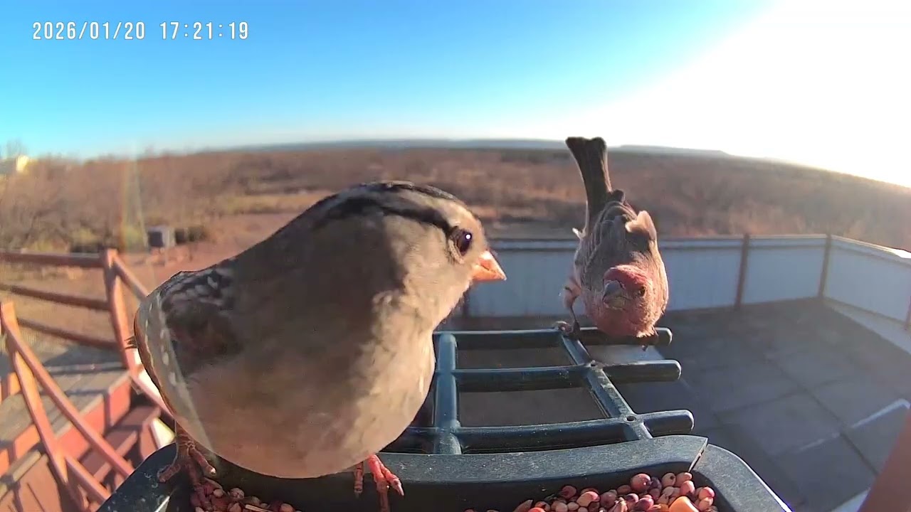 Trail Cam Photos & Videos (01/16/26-01/22/26) - Lake Alan Henry Wildlife Cam - Texas