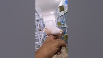 Java Male Singing |Fawn Pastel Java #javasparrow #finches #sparrow #shorts #birdvideos