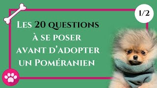 20 QUESTIONS à se poser avant d'adopter un Poméranien  : ✦ 100% #POMERANIAN 1/2