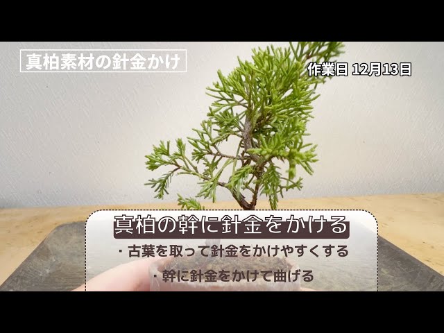 真柏素材の針金かけ#juniper - YouTube