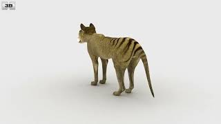 Thylacine Low Poly 3D model by 3DModels.org