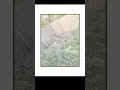 Fast and Efficient Yard Cleanup.