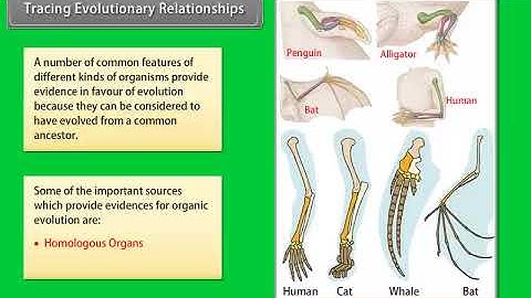 Tracing Evolutionary Relationships