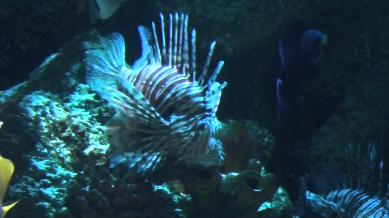 Volitans Lionfish (Pterois volitans) - Tropical Fish - YouTube