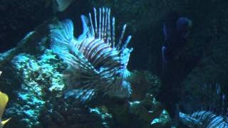 Volitans Lionfish (Pterois volitans) - Tropical Fish
The Volitans Lion Fish (Pterois volitans) is also known as the Red Lionfish, it has white stripes and its coloring can vary from red to maroon or brown. It is dangerous to humans as its fins are highly venomous. For beautiful photographs of numerous fish species together with interesting facts and information about each type of fish visit
http://www.aquaticworld.org/marine-fish/02-volitans-lionfish.htm Volitans Lionfish (Pterois volitans) - Tropical Fish