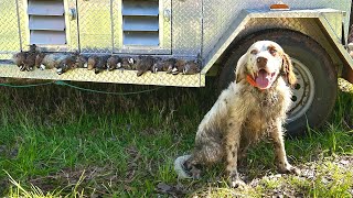 Quail Hunting in South Georgia!