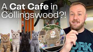 You can ADOPT A CAT at this new Collingswood Cafe Catmosphere now open