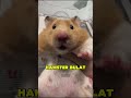 4 Hewan Mini yang Bikin Gemas tapi Hobi Nyolong Camilan 🐹😆