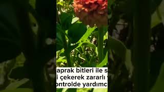 Zinia çiçeği, kirli hanım çiçeği