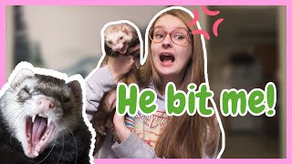 GET YOUR FERRETS TO STOP BITING! | Pazuandfriends