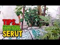 TIPS Menanam Bahan Bonsai Serut hasil mecari di alam dongkelan dan stek batang untuk pemula