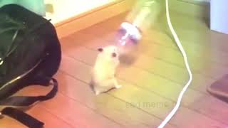 hammie boye vibing to jolyne theme