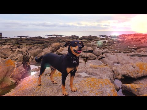 We don't deserve dogs - Ramiro Schiavoni