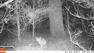 Ringtail climbs fast up tree