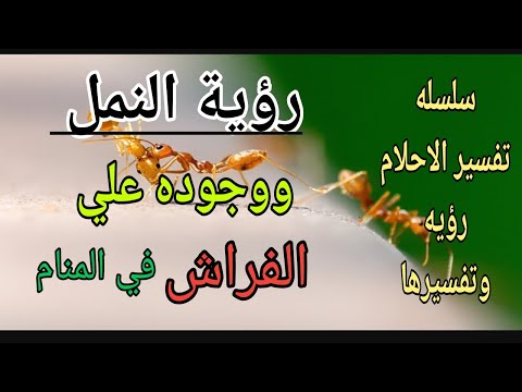 تفسير حلم رؤية النمل وجود النمل علي الفراش في المنام