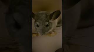 IMG 7490