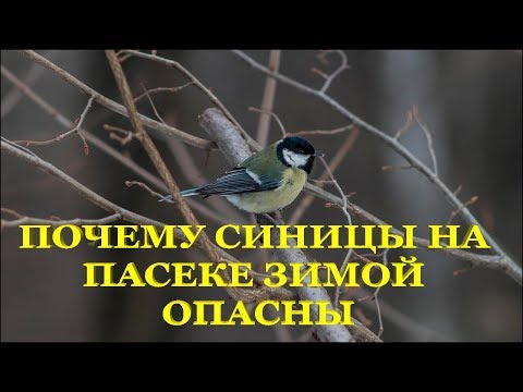 📕 Почему синицы на пасеке зимой опасны 📕