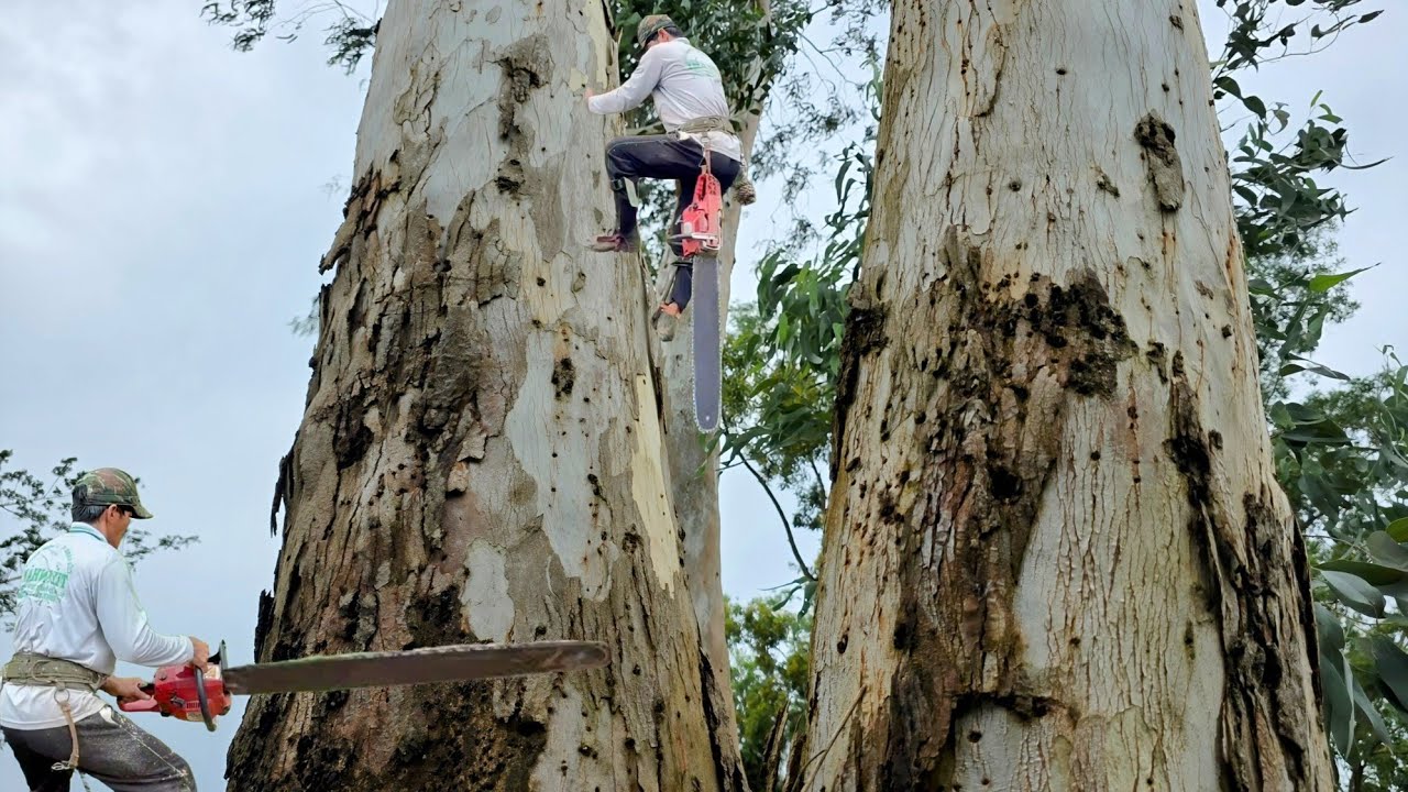 Cưa  những  cây  bạch  đàn  siêu  to  ,Gần  dây  điện  ,Gặp gió  lớn  .Cưa  cây  kỷ  thuật  cao