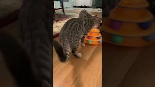 Cat Toy 2