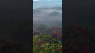 Beautiful And Endless Azalea Flowers In Guizhou