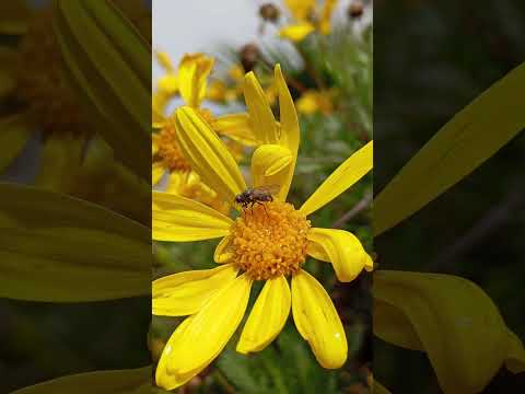 bana inatla yapıyor