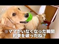 ママが外出した瞬間、約束を破った犬...【ボーダーコリー・ゴールデンレトリバー】