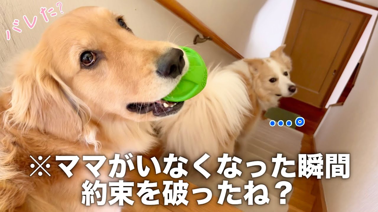 The moment Mom left the house, the dog broke its promise