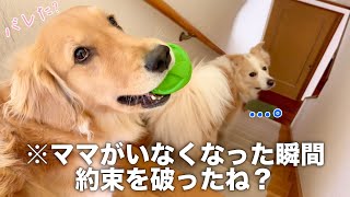 ママが外出した瞬間、約束を破った犬...【ボーダーコリー・ゴールデンレトリバー】