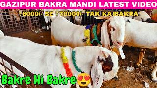 Gazipur Bakra Mandi 2026 🐐 | Gazipur Bakra Mandi Latest Video | Bakra Mandi Delhi