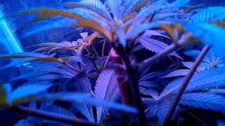 LED update on my medical garden.  Excited  on LED season.