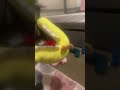 P C G fight 