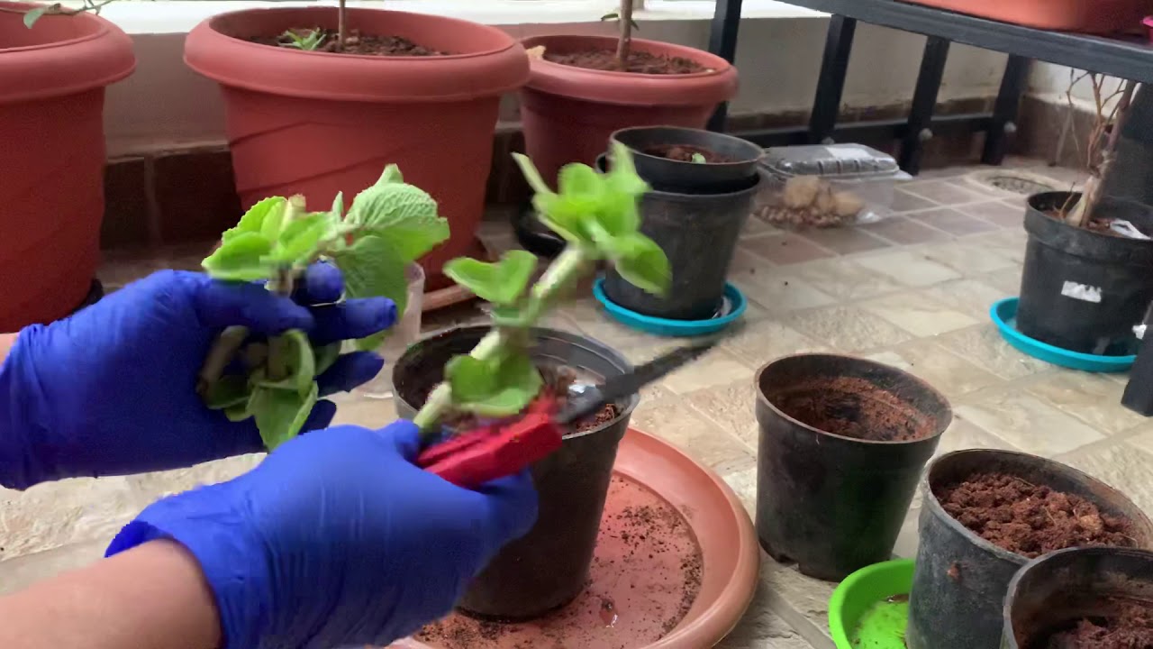 Ajwain Plant propagation from cutting YouTube